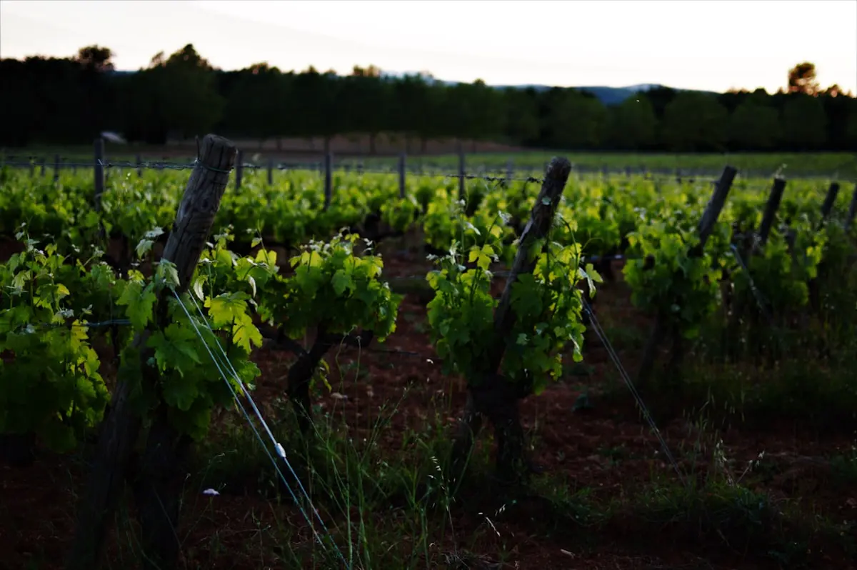 Châteauneuf-du-Pape en 2026 : entre sécheresse et renaissance