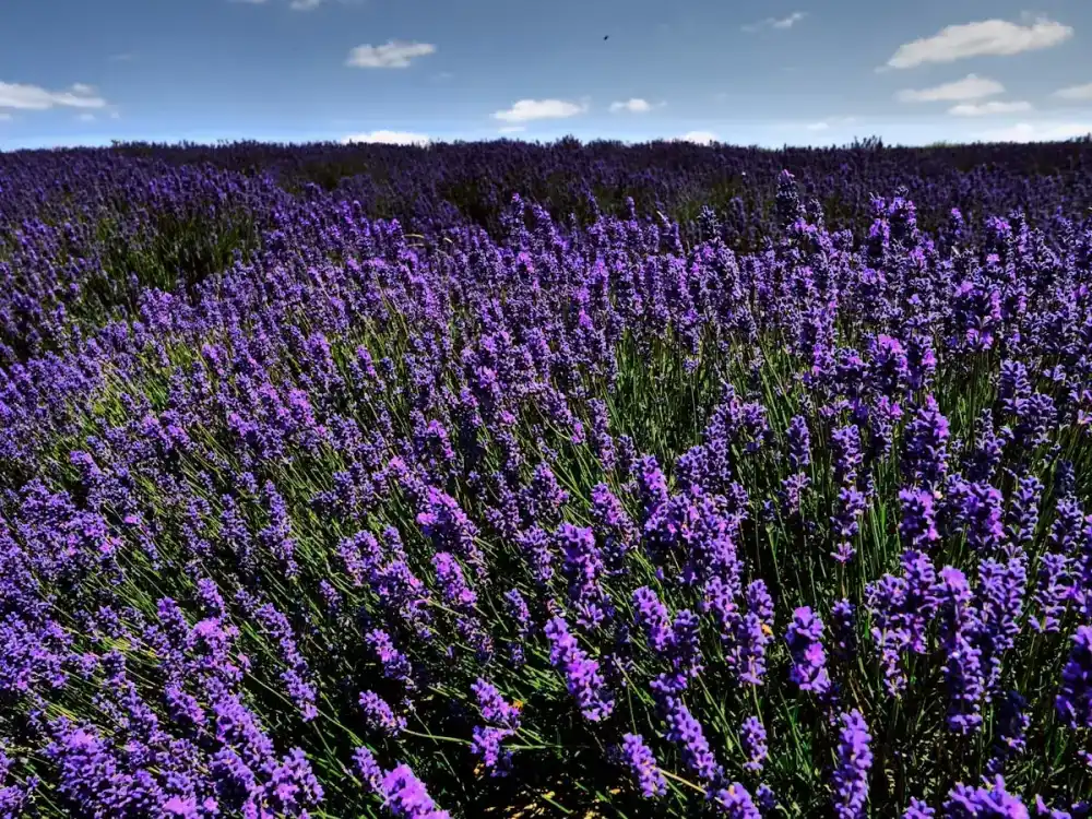 Deux nuits ou deux semaines : comment trouver la durée idéale pour un séjour en Provence