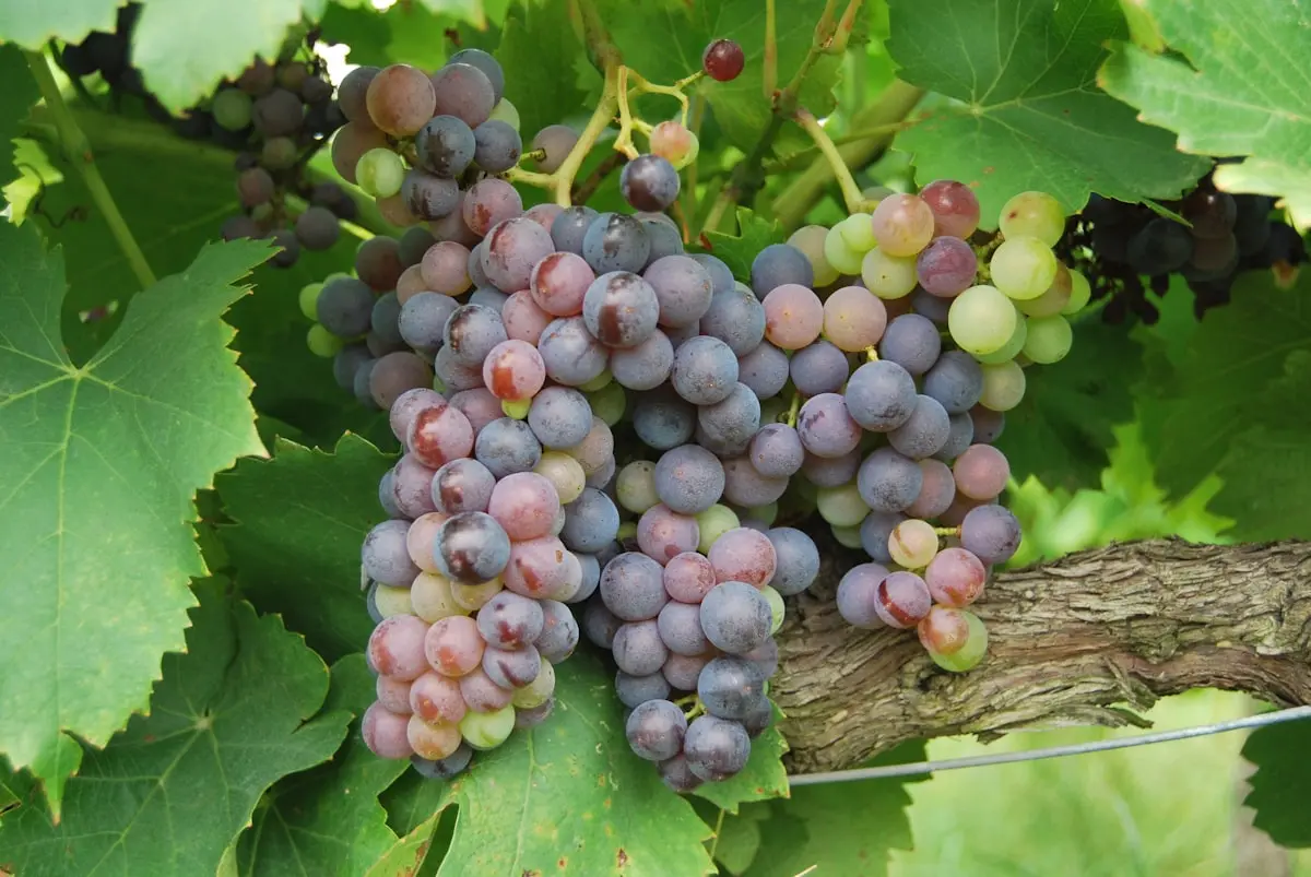 La Provence qui résiste : portraits de vignerons qui font autrement